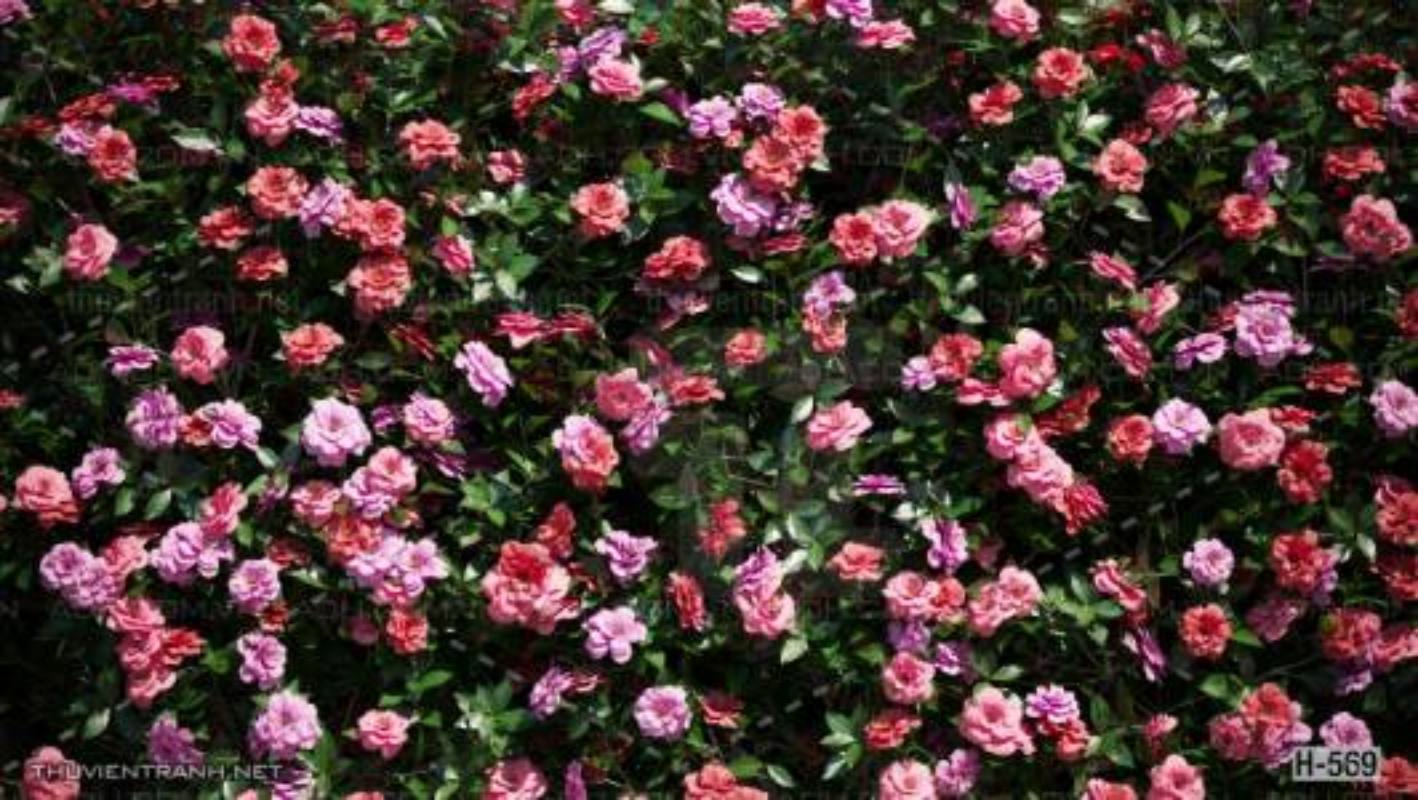  Tranh dán tường hoa tối màu - Tranh tường chất lượng cao
