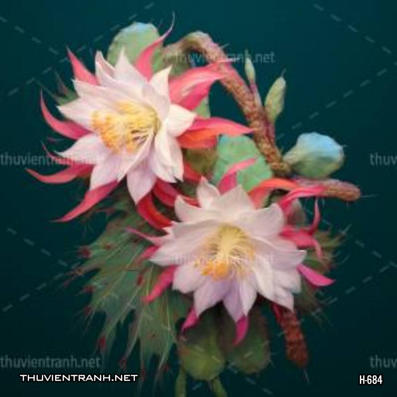 Tranh dán tường hoa xương rồng, hoa quỳnh - Tranh tường chất lượng cao