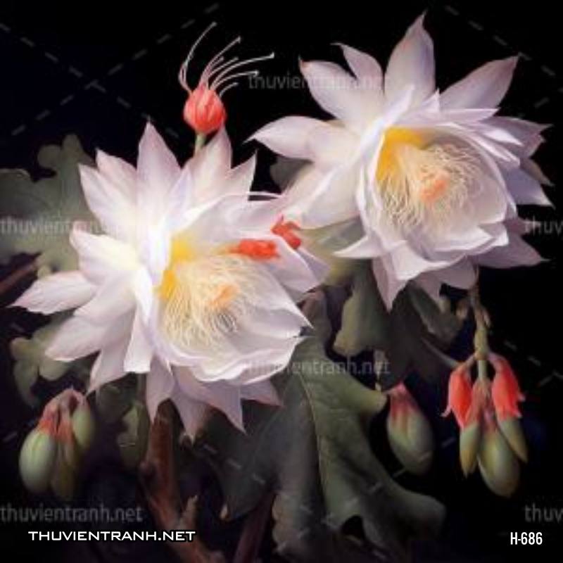 Tranh dán tường hoa xương rồng, hoa quỳnh - Tranh tường chất lượng cao