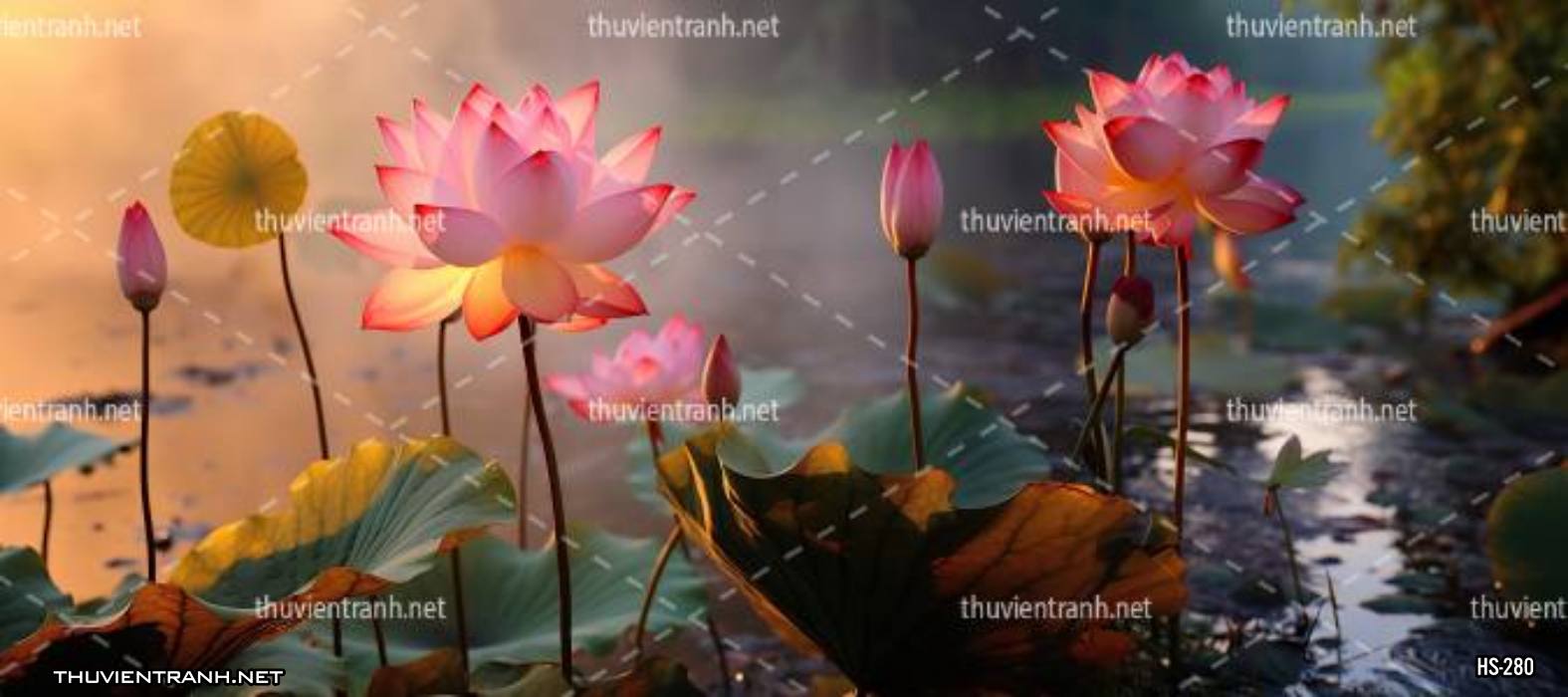 Tranh dán tường Hoa Sen - Kết quả tìm kiếm tranh tường