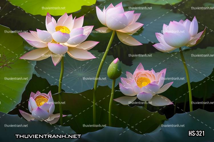 Tranh dán tường Hoa Sen - Kết quả tìm kiếm tranh tường
