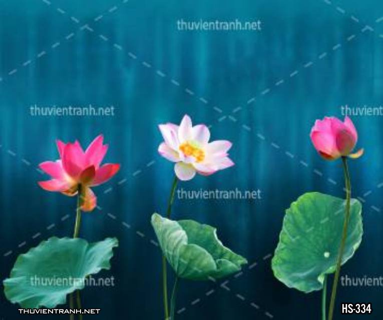 Tranh dán tường Hoa Sen - Kết quả tìm kiếm tranh tường